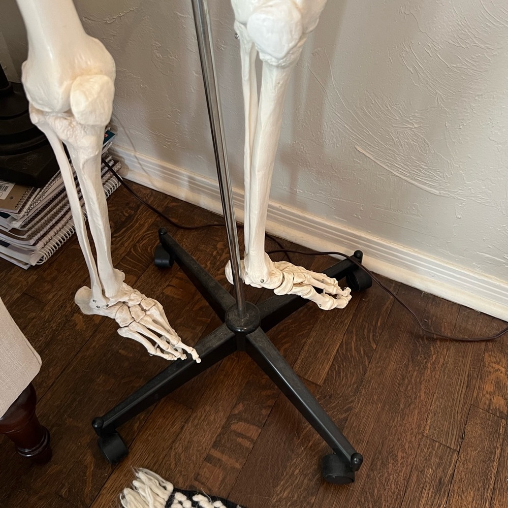 Life-Size Skeleton Model - Picture 5 of 6